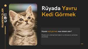 ruyada yavru kedi gormek ruyada kedi gormek neye delalet eder ruya tabirleri
