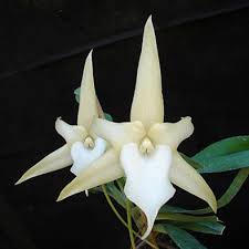 Image result for Angraecum