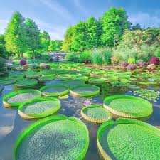 The Mizunomori Water Botanical Garden Also Know As The Kusatsu Aquatic Botanical Garden Is Specializing In Aquatic Pl Japan Picture Japan Vacation Japan Travel