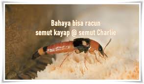 Semut charlie juga dikenal sebagai serangga tomcat yang masuk dalam golongan kelompok kumbang. Bahaya Bisa Racun Semut Kayap Jurnal Shikin Razali
