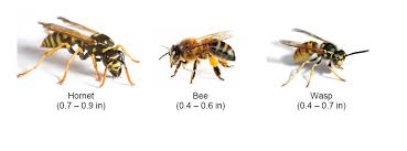 Image result for wasps and bees pictures