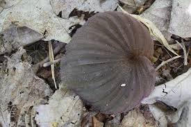 Image result for Nervilia shirensis