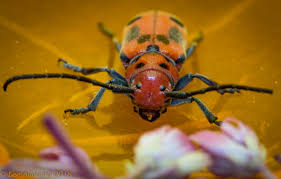 Red Milkweed Beetle Tetraopes Tetrophthalmus Virginia Milkweed Critter Animals
