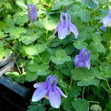 Image result for Aquilegia flabellata ministar