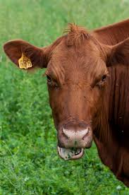 Red Angus Cow Enjoying A Snack Cow Calf Cow Pictures Braford Cattle