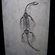 Buy from an importers of real camel bones for carving and crafts, including 14 to 17 inches leg bones and 17 to 20 inches shoulder blade bones. Fossils For Sale The Stones Bones Collection