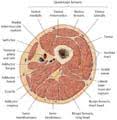 Mri of the upper limb. Atlas Of Anatomy Vol 1 General Anatomy Cross Sectional Anatomy Of The Thigh Leg And Foot