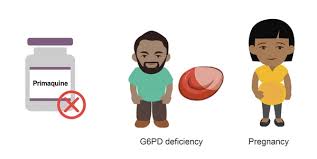 Image result for Primaquine