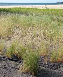 Image result for Chloris virgata