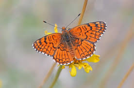 Image result for Asterochaete