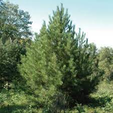Maybe you would like to learn more about one of these? Korean Stone Pine Nut Tree One Green World