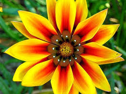 African Daisy Wild Flower Photo By Planit Ca Photobucket Wildflowertattoos Flower Photos African Tree Olive Tree Painting