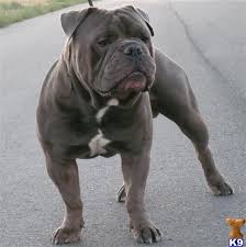 We have everything related to olde english bulldogges. Old English Bulldog Stud Bulldog American Bulldog Puppies Bulldog Puppies