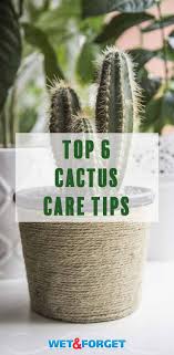 Here are some very effective ways you can keep spiders out of your house naturally. The Stickler S Guide To Growing A Cactus Indoors Life S Dirty Clean Easy
