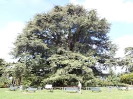 It is a large evergreen conifer that has great religious and historical significance in the cultures of the middle east, and is referenced many times in the literature of ancient civilisations. Libanoni Cedrus Fotojatek Edenkert Hu