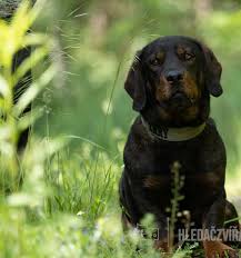 Image result for alpský brakýř jezevčíkovitý