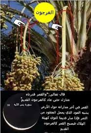 .معناه أن الله تعالى يبين كمال قدرته وعزته وحكمته ورحمته بعباده حيث قدر هذا القمر غير المنزلة الأخرى فيعود في آخر الشهر كما هو في أوله كالعرجون القديم والعرجون هو غصن ثمر. Ø´Ø§Ø±Ø¹ Ø§Ù„Ø¹ÙŠÙ† Ù…Ø§ Ù…Ø¹Ù†Ù‰ Ø§Ù„Ø¹Ø±Ø¬ÙˆÙ† Ø§Ù„Ù‚Ø¯ÙŠÙ… ÙÙŠ Ù‚ÙˆÙ„Ù‡ ØªØ¹Ø§Ù„Ù‰ Facebook