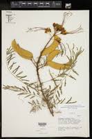 Image result for Erythrostemon gilliesii