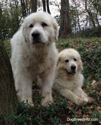 Black And White Great Pyrenees Dog Great Pyrenees Information And Pictures Flock Guardian Great Pyrenees Great Pyrenees Dog Dog Breeds Pictures