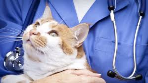 The Right Way To Hold Your Cat According To A Vet Cat Illnesses Cat Care Cats