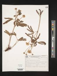 Image result for Mimosa mossambicensis