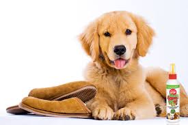 New Product Fooey Ultra Bitter Training Aid Spray Petmeds Pet Health Blog
