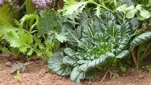 Wholesale pricing · larger plants & trees · wholesale pricing Cool Season Vegetables To Plant In Fall Garden Gate