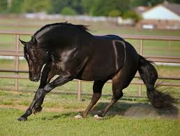 Black And Brown Quarter Horse Dark Bay Quarter Horse Reining Horses Horses Pretty Horses