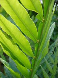 Image result for Filicium decipiens