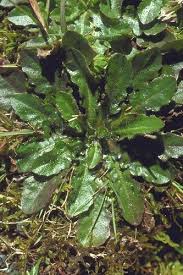 Image result for Hypochaeris radicata
