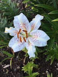 Pin By Misti Mundell On Flowers In My Yard Plants Flowers Past