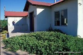 Autumn amber sumac is a low, spreading deciduous shrub that makes a great groundcover for hot, dry sunny locations. Rhus Trilobata Autumn Amber Prostrate Sumac Mountain States Wholesale Nursery