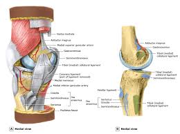 Image result for Knee Bulge Sign