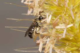 Image result for Wahlenbergia upembensis