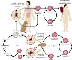 Transmission Of Diseases Learn Biology Class 9 Amrita Vidyalayam Elearning Network