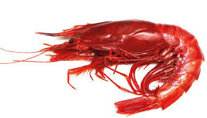 In captivity, they refuse to grow. Carabineros Rote Tiefseegarnelen U10