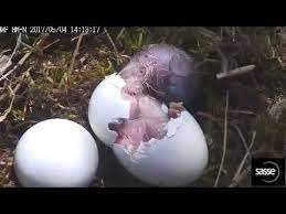 The majority are found in eurasia and africa, with only 14 species found in other areas including north, central and south america, and australia. Final Moment Of Eagle Hatching In Beautiful Detail Youtube
