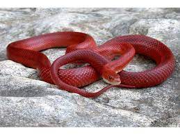 Pin By Meisha O Donnell On Exotics Corn Snake Snake Cornsnake Morphs