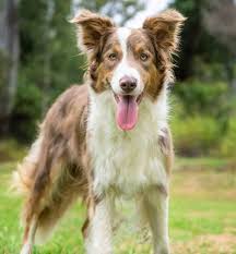 At contact point border collies we strive to produce great performance border collies. Border Collie Colors All 24 Coat Colors Explained With Pictures