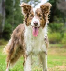 We did not find results for: Border Collie Colors All 24 Coat Colors Explained With Pictures