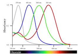 Tetrachromacy Wikipedia