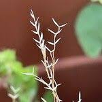 Image result for Eragrostis plana