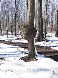 Walnut trees belong to the juglans genus and the juglandaceae family. Harvesting A Burl Woodworking Blog Videos Plans How To