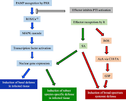 Well you're in luck, because here they come. Signaling Mechanisms Underlying Resistance Responses What Have We Learned And How Is It Being Applied Phytopathology