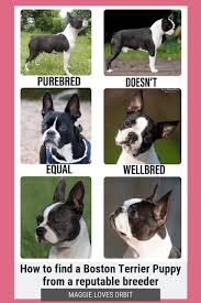 Boston terrier puppies are extremely popular because of their cute and compact appearance and their wonderful temperament. How To Find A Reputable Boston Terrier Breeder Photos 19 Red Flags