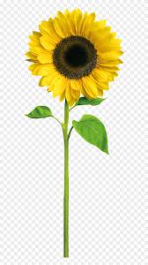 Free Free 234 Realistic Transparent Watercolour Sunflower Svg SVG PNG EPS DXF File