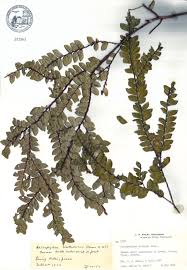 Image result for Anisophylleaceae