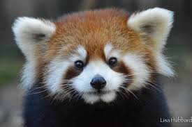 All Sizes Dsc 0673 Jpg Flickr Photo Sharing Red Panda Cute Red Panda Cutest Animals On Earth