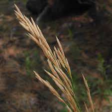 Image result for Bromus  inermis