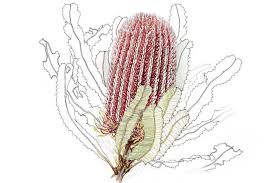 Firewood Banksia As Flowers Begin To Bloom Banksia Bloom Firewood Flowers Flower Art Floral Art Botanical Drawings
